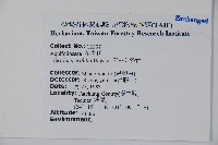 忍冬葉冬青藏品圖，第2張