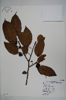 朱紅水木藏品圖，第1張