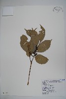 臺灣糊樗藏品圖，第1張