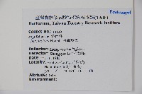 臺灣糊樗藏品圖，第2張