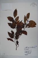 忍冬葉冬青藏品圖，第1張