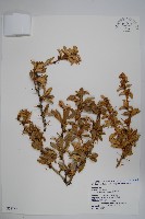 臺灣小蘗藏品圖，第1張