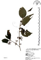 杜虹花，台灣紫珠藏品圖，第1張