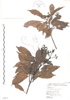 豬腳楠藏品圖，第1張