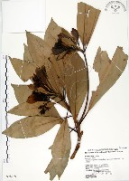 大葉楠藏品圖，第1張