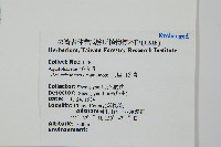 阿里山冬青藏品圖，第2張