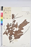 土密藤藏品圖，第1張