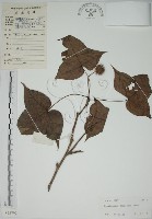 楓香、楓樹藏品圖，第1張