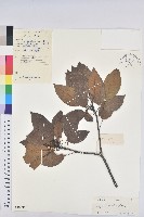 白臼藏品圖，第1張