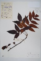 厚皮樹藏品圖，第1張