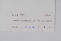 厚皮樹藏品圖，第2張