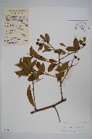 屈頭雞藏品圖，第1張