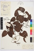 小木通藏品圖，第1張