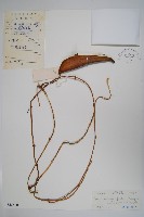 天星藤藏品圖，第1張