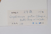 天星藤藏品圖，第2張