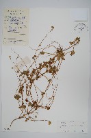 假川牛膝藏品圖，第1張