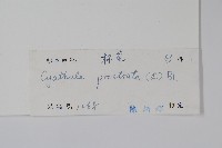 假川牛膝藏品圖，第2張