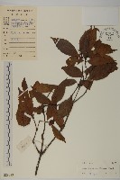 草珊瑚、紅果金粟蘭藏品圖，第1張