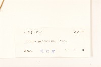 長柄菊藏品圖，第3張