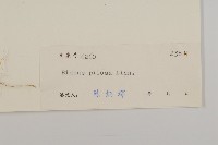 白花鬼針藏品圖，第3張