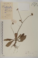 燈豎朽藏品圖，第1張