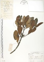 水筆仔藏品圖，第1張