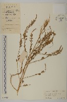 變葉藜、毛綠珠藜藏品圖，第1張