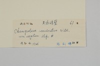 變葉藜、毛綠珠藜藏品圖，第3張