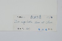 稜枝冬青藏品圖，第2張