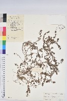 千根草藏品圖，第1張