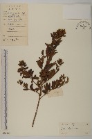 白舌紫菀藏品圖，第1張