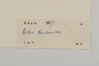 白舌紫菀藏品圖，第3張