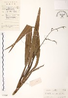 桔梗蘭藏品圖，第1張