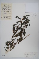 柳葉水蓑衣藏品圖，第1張