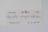 柳葉水蓑衣藏品圖，第2張