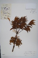 野漆、木臘樹藏品圖，第1張