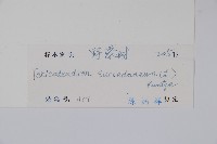 野漆、木臘樹藏品圖，第2張