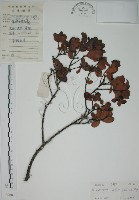 南嶺蕘花藏品圖，第1張