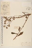 白仔菜藏品圖，第1張