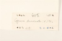 白仔菜藏品圖，第3張