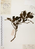 天料木藏品圖，第1張