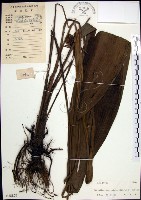 船子草、船仔草藏品圖，第1張