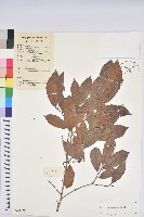 刺杜密藏品圖，第1張