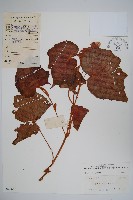 裂葉秋海棠藏品圖，第1張