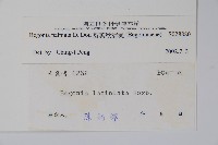 裂葉秋海棠藏品圖，第2張