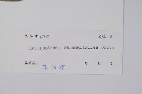 催乳藤藏品圖，第2張