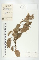 亮葉杜英藏品圖，第1張