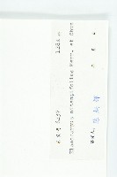 亮葉杜英藏品圖，第3張