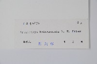 狹瓣鷹爪花藏品圖，第2張