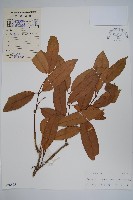 仔欖樹藏品圖，第1張